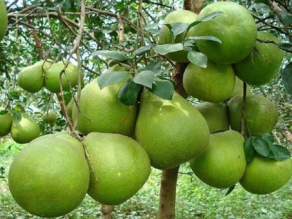 5 cây trồng trong nhà con cháu nhiều đời hưởng phúc lộc