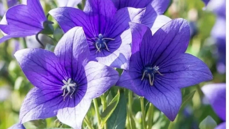 Cây cảnh nở hoa 365 ngày, mang cát tường hạnh phúc vào nhà