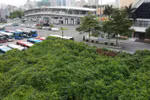 Cỏ dại mọc um tùm ở dự án bể bơi của Tập đoàn HDB Việt Nam 