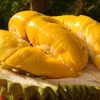 Giống sầu riêng cao cấp Musang King rớt giá kỷ lục tại vườn