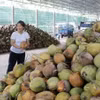 Giá dừa tươi tăng vọt nhờ nắng nóng và xuất khẩu khởi sắc