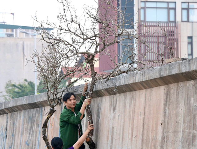 Mận, đào Tây Bắc nở sớm hút khách chợ hoa Quảng An, Hà Nội - Hình 13 Man, dao Tay Bac no som hut khach cho hoa Quang An, Ha Noi-Hinh-13