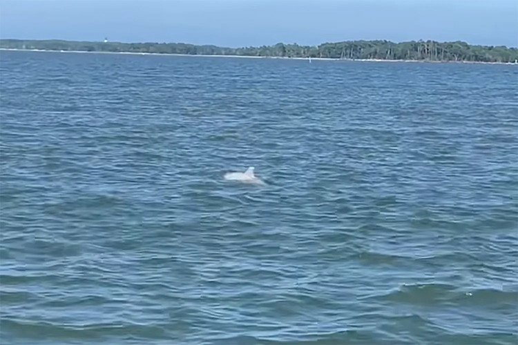Видео, снятое капитаном Джоном Шилдсом, было опубликовано в Facebook компанией Snug Harbor Marina 15 августа. На видео можно увидеть, как белый дельфин-афалина плавает, постоянно всплывая и ныряя, к изумлению и восторгу туристов на лодке. Фото: капитан Джон Шилдс. ca-heo-2.jpg