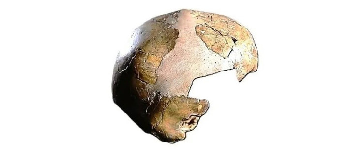 Hasil pemeriksaan menunjukkan bahwa meskipun tengkorak anak tersebut memiliki bentuk keseluruhan yang mirip dengan Homo sapiens, terutama kelengkungan kubah kranialnya, tengkorak tersebut masih memiliki ciri-ciri khas Neanderthal, termasuk sistem suplai darah intrakranial, struktur rahang bawah, dan anatomi telinga bagian dalam. Foto: Israel Hershkovitz. hoppp-5.jpg