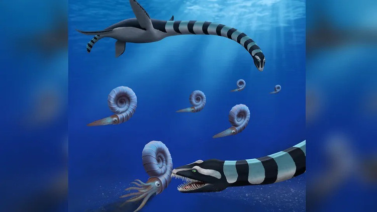カナダのバンクーバー島で発見された巨大怪獣の化石標本3つが、トラスカサウラ・サンドラエと呼ばれる新種であると研究者によって特定された。写真: ロバート・O・クラーク。 loai-1.jpg
