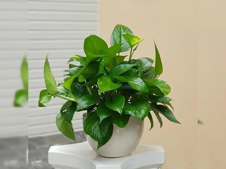 Vừa đẹp vừa cực có ích ảnh 1 Vừa đẹp vừa cực có ích ảnh 1
