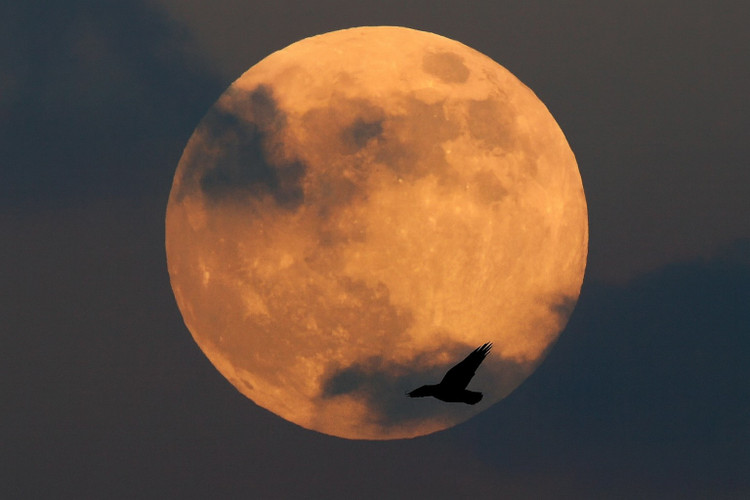 ព្រឹត្តិការណ៍នៃ supermoons បីជាប់គ្នានឹងកើតឡើងម្តងទៀតក្នុងរដូវរងាឆ្នាំ 2028 នៅថ្ងៃទី 12 ខែមករា ថ្ងៃទី 10 ខែកុម្ភៈ និងថ្ងៃទី 11 ខែមីនា។ រូបថត៖ moonandgarden.com ។ sieuuu-3.jpg