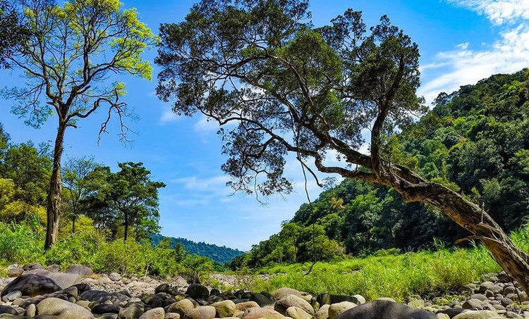 Sự xuất hiện các loài động vật hoang dã quý hiếm khẳng định tính đa dạng sinh học cao tại Vườn Quốc gia Vũ Quang. Đồng thời, cơ quan chức năng và các chuyên gia tiếp tục thực hiện công tác bảo vệ rừng, bảo tồn động vật hoang dã. Ảnh: Nhân dân. vuon-qg-6.jpg