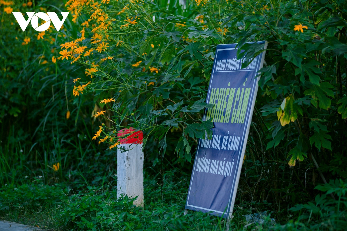 check-in con duong hoa da quy ruc ro o hai duong hinh anh 13