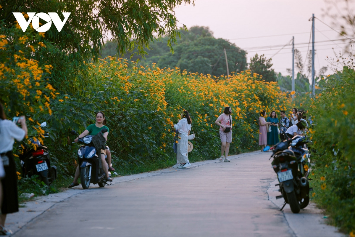 check-in con duong hoa da quy ruc ro o hai duong hinh anh 1