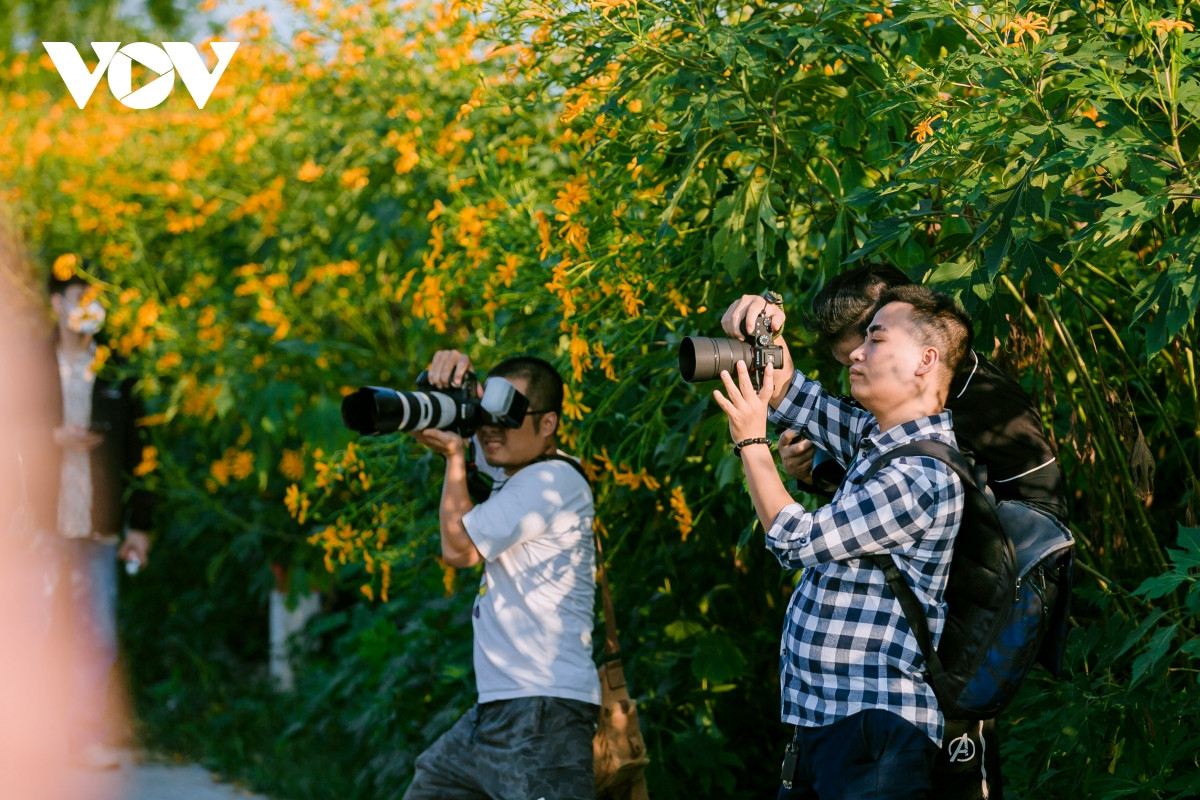 check-in con duong hoa da quy ruc ro o hai duong hinh anh 4