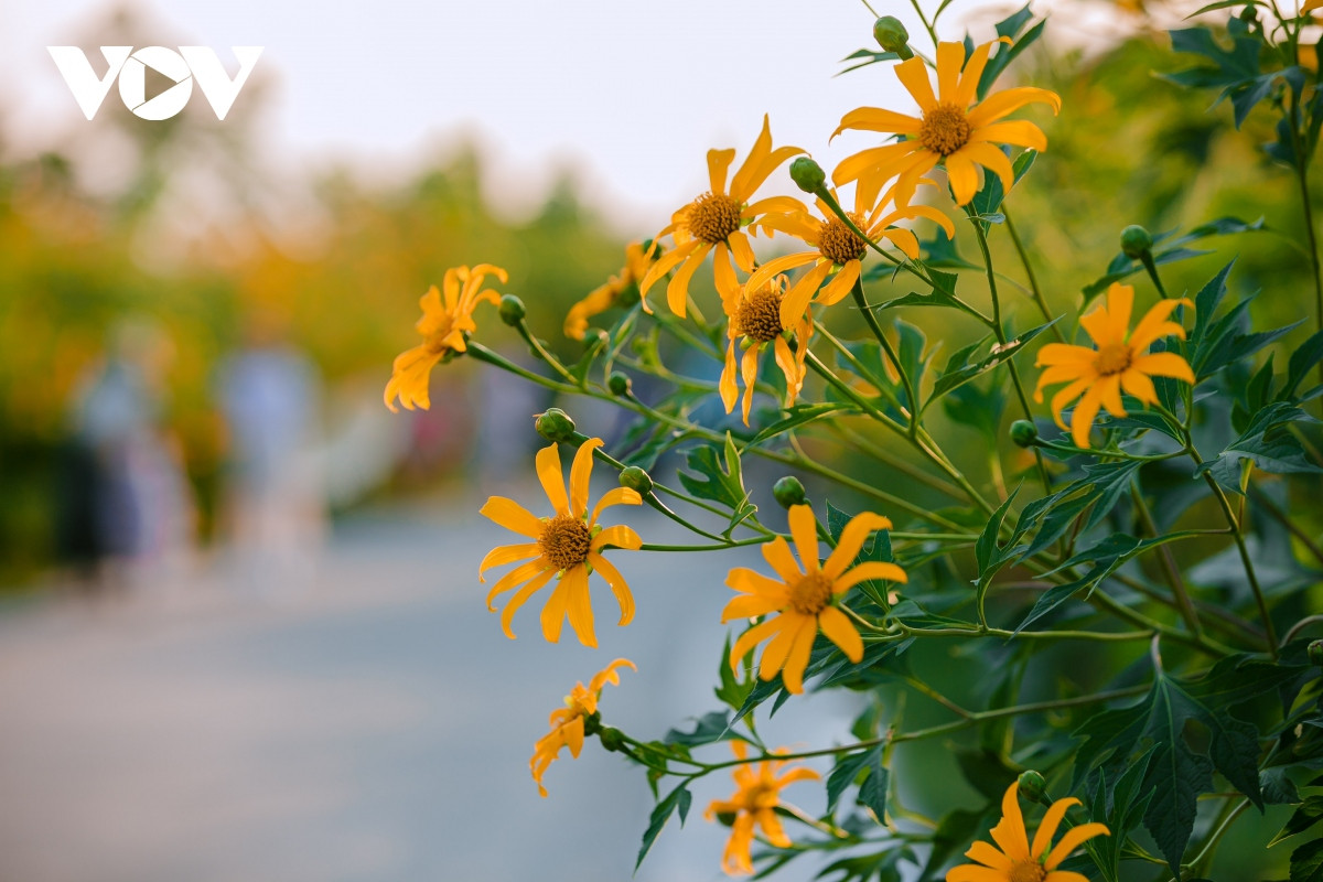 check-in con duong hoa da quy ruc ro o hai duong hinh anh 11