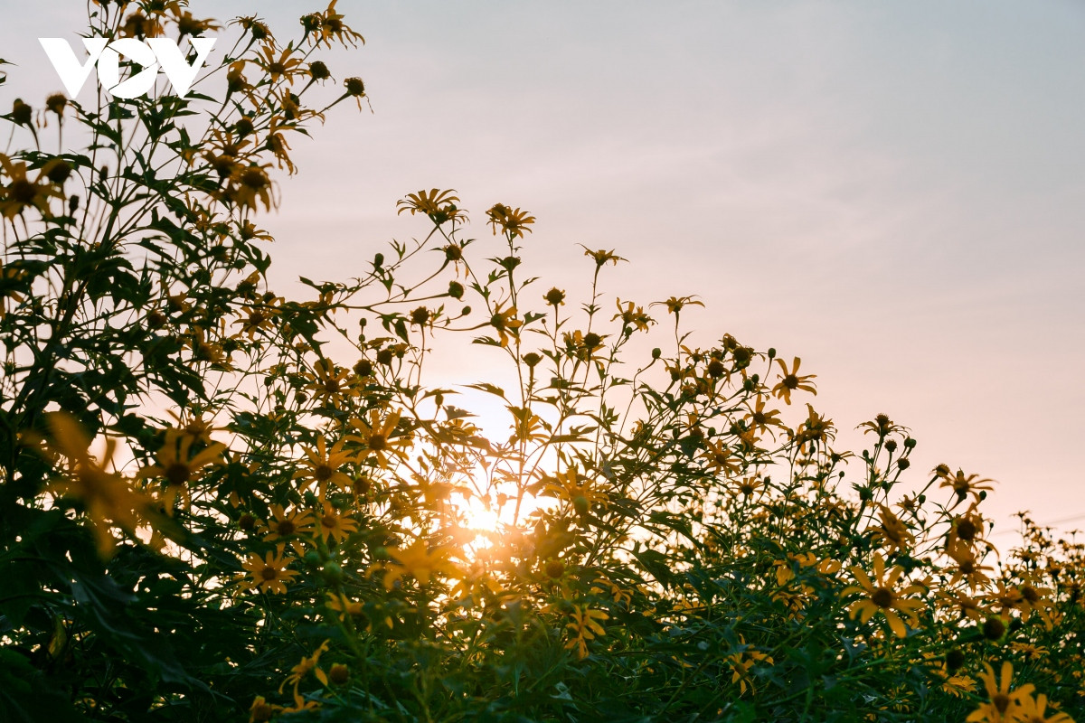 check-in con duong hoa da quy ruc ro o hai duong hinh anh 2