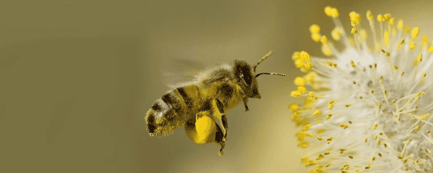 Thứ hai: Ong, chim chóc vào nhà. Ong hay chim bay vào nhà là hiện tượng thường gặp. Theo dân gian, ong hay chim (chim sẻ, chim bồ câu, chim yến, chào mào,…) bay vào nhà được cho là chuyện vui vì tương ứng với thành ngữ “đất lành chim đậu”.