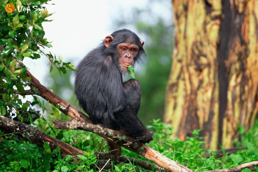 Từ đầu năm đến nay, sự nghiệp của người tuổi Thân có phần khởi sắc. Tuy rằng công việc của họ vất vả, bắt buộc phải làm thêm giờ nhưng con giáp này đừng vì thế mà nản lòng hoặc suy nghĩ tiêu cực. Hãy nhớ rằng nỗ lực làm việc, họ sẽ đạt được thành quả như mong đợi.