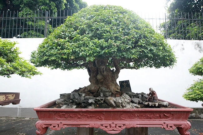 Đại gia Phú Thọ khoe bằng lăng vua Minh Mạng từng chơi giá hàng tỷ đồng