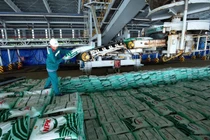 Ngày 10/9 chính thức trở thành ngày truyền thống của Phân bón Cà Mau