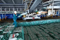 Ngày 10/9 chính thức trở thành ngày truyền thống của Phân bón Cà Mau