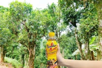 Nguyễn Mỹ Linh và hành trình biến trà Shan tuyết Việt thành giấc mơ toàn cầu