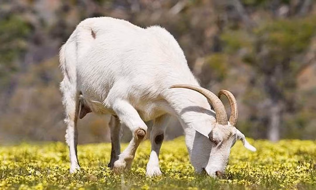 Con giáp kiếm tiền 'đỉnh' nhất tháng 5/2022