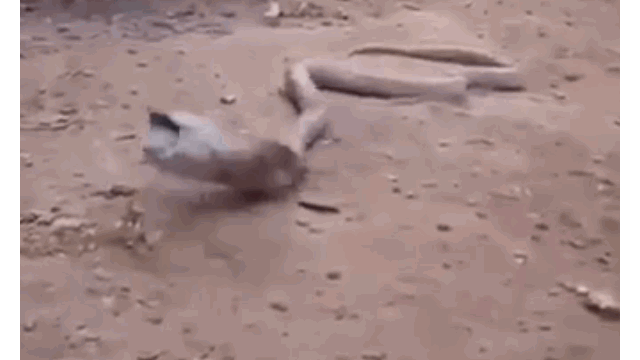 Nham chai nhua la thuc an, ran ho mang ngu ngoc suyt tu giet minh-Hinh-2