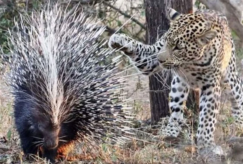 Báo đốm chết thảm vì cả gan giết nhím khổng lồ