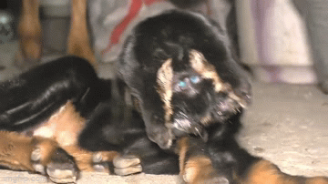 Xuất hiện dê 2 đầu và 4 mắt ở Ấn Độ ảnh 1 Xuất hiện dê 2 đầu và 4 mắt ở Ấn Độ ảnh 1