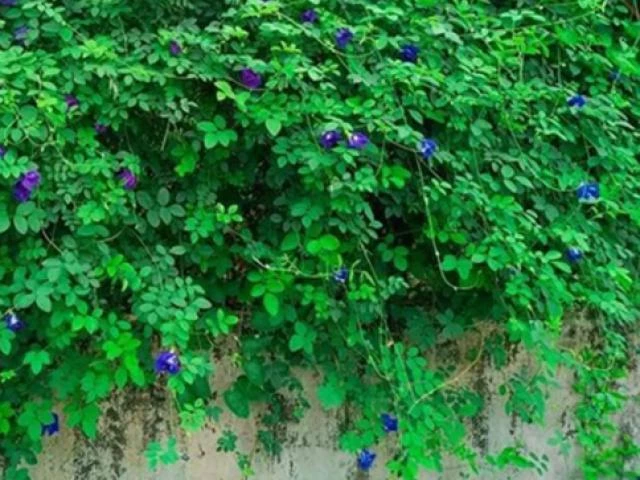 Loại cây trước làm hàng rào ở Việt Nam bỗng lên "cơn sốt"