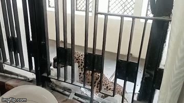 Báo hoang tấn công tại tòa án làm 8 người bị thương ảnh 1 Báo hoang tấn công tại tòa án làm 8 người bị thương ảnh 1