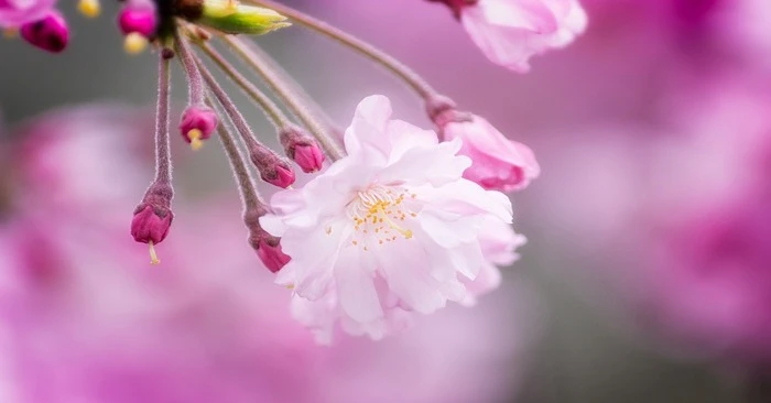 Sinh vào 5 ngày Âm lịch này, tốt bụng lại lạc quan