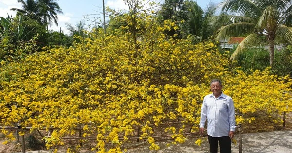 Cây mai vàng tán rộng được trả 4 tỉ mà chủ nhân chưa bán