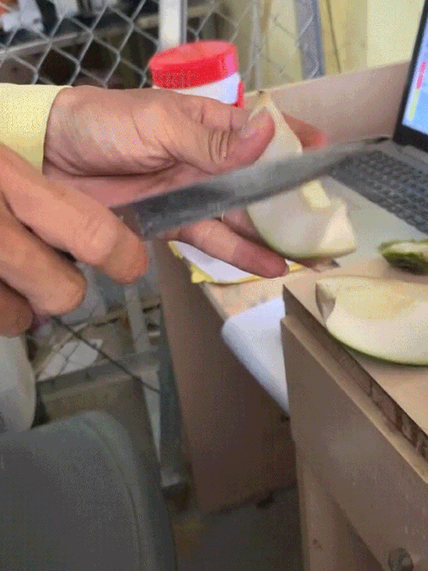 Viet Nam co giong dua bo ra nhu bo qua cam, chi an vo-Hinh-3