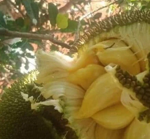 Loại quả quê từng rụng đầy gốc, nay thành đặc sản