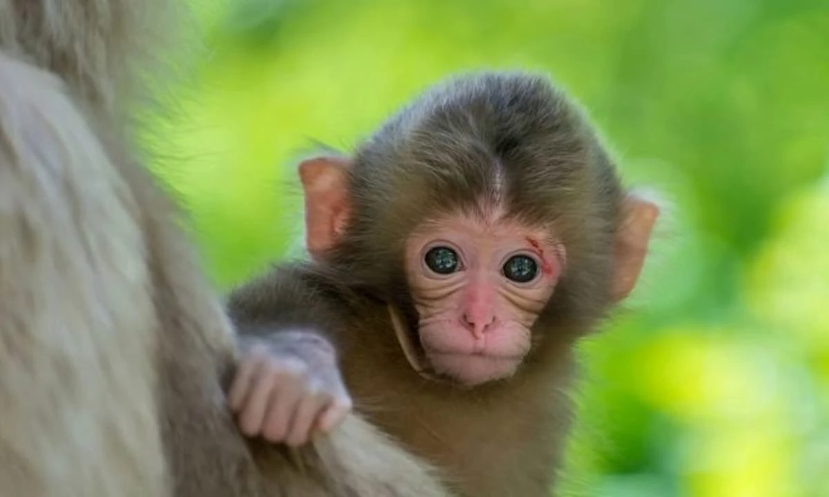 3 con giáp liên tiếp gặp hạn lớn, ngồi không họa cũng tới