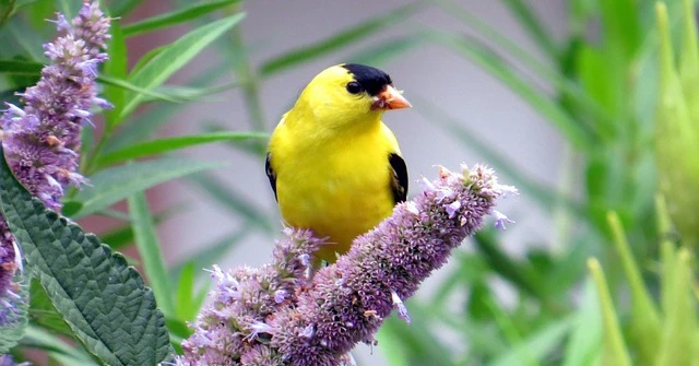 Sau kỳ nghỉ lễ 1/5, 4 con giáp phất nhanh, sự nghiệp hanh thông