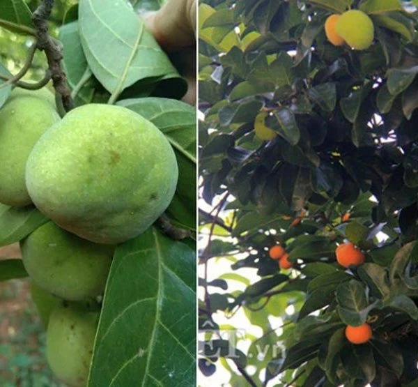 Loại quả ở quê trước rụng đầy gốc, phơi khô bán 200.000 đồng/kg