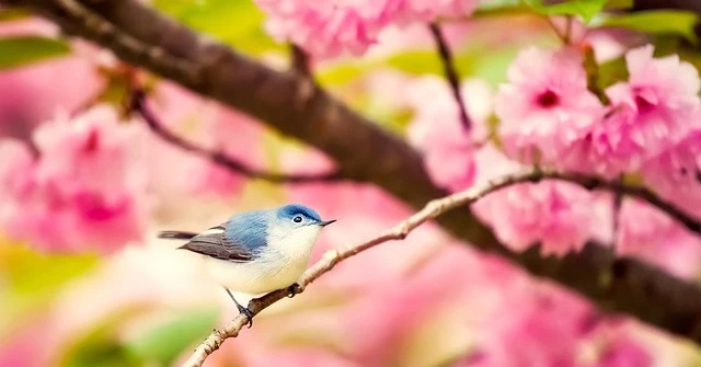 Tháng 5 Âm lịch, 4 con giáp vượng đào hoa, tiền nhiều vô kể 