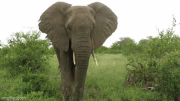 Voi kích động dùng vòi ném đất vào nhiếp ảnh gia Voi kich dong dung voi nem dat vao nhiep anh gia