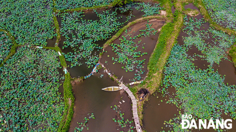 Khu vực Trà Lý - Đồng Lớn từng là ruộng lúa nước trước khi được người dân cải tạo để trồng sen như hiện nay.