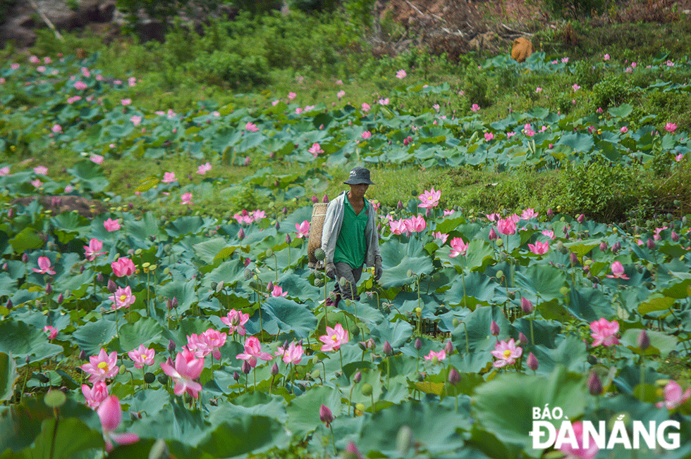 Cây sen trở thành nguyên liệu chủ lực cho hai sản phẩm OCOP của xã Duy Sơn là sen sấy khô và bột ngũ cốc và sắp tới là trà tim sen.