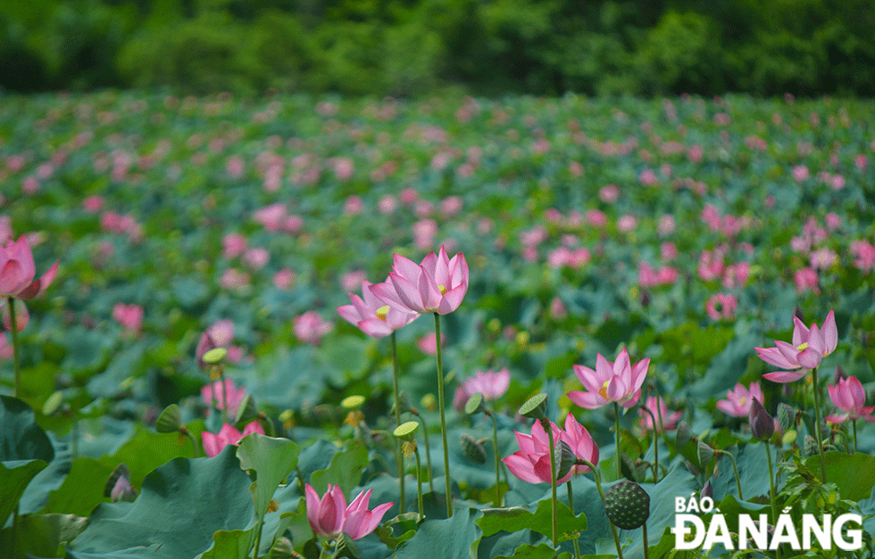 Sen ở Trà Lý - Đồng Lớn được trồng tập trung trên ruộng cạn thay vì trồng ở khu vực ao, đầm ngập nước như nhiều nơi khác.