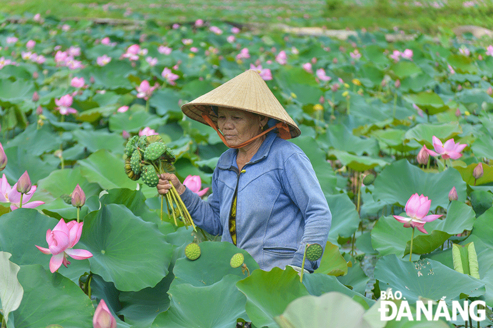 Theo Phó Chủ tịch UBND xã Duy Sơn Lưu Văn Tuấn, trung bình mỗi vụ sen, người nông dân thu về khoảng 70-100 triệu đồng/ha, chủ yếu từ bán hạt sen tươi.