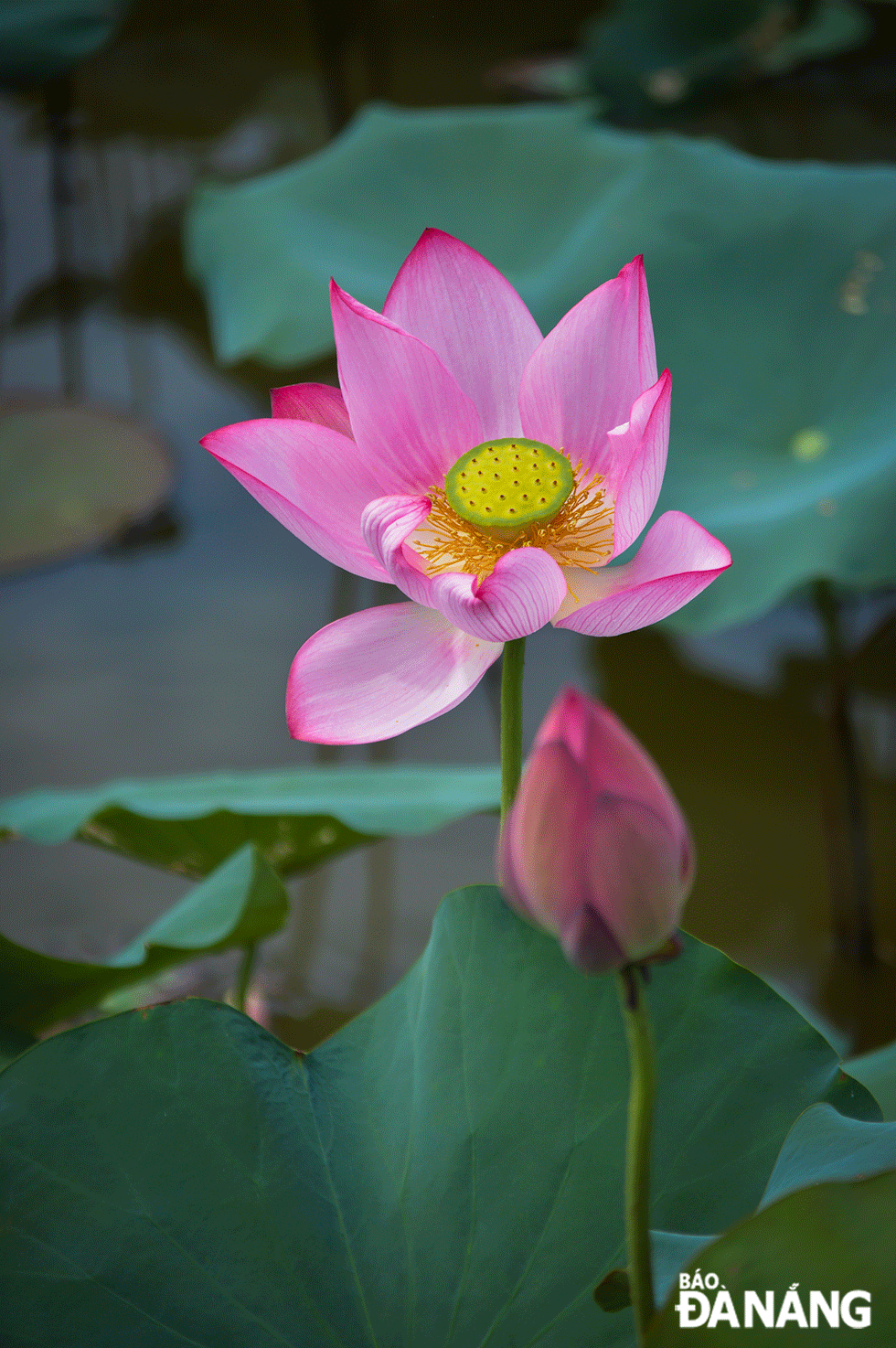 Thời điểm ngắm sen đẹp nhất ở Trà Lý là từ 6-9 giờ sáng, khi ánh mặt trời không quá gay gắt. Những bông sen trở thành biểu tượng của vùng đất Trà Lý và xã Duy Sơn.