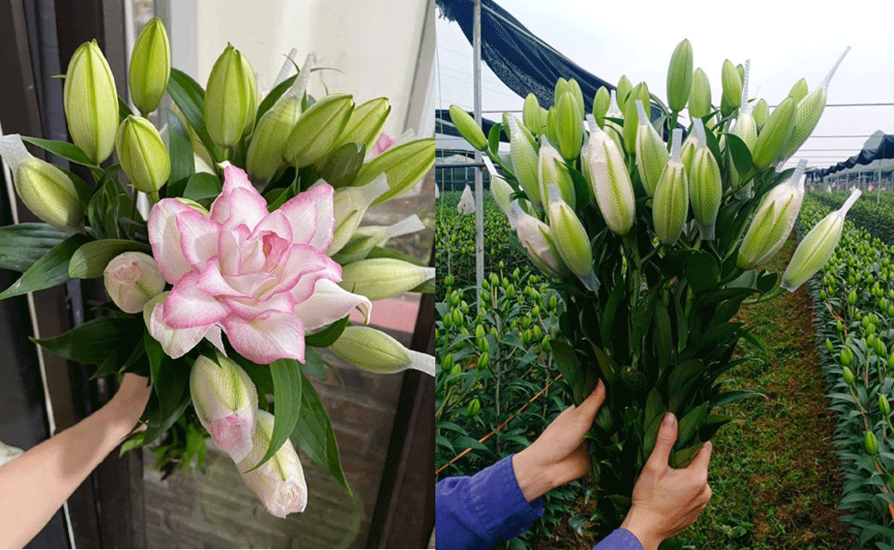 Sap den Tet, gia hoa ly kep bat ngo giam manh