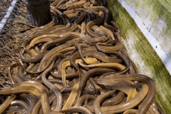 Man thoat hiem kho tin cua luon khi doi dau ran-Hinh-2