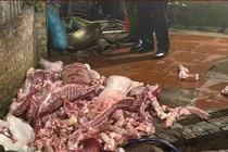 Phát hiện cơ sở có dấu hiệu giết mổ lợn chết vì ngập lụt ở Bắc Ninh