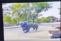 Trách nhiệm người chủ vụ trâu húc gãy xương người phụ nữ?