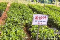 Sự thật về loại cây trồng 1 ha thu hàng chục tỷ đồng sau 6-7 năm