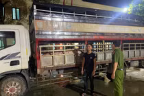 Ngăn chặn vụ tuồn lợn nhiễm vi rút dịch tả lợn châu Phi ra thị trường