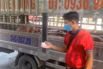 Phát hiện xe chuyển lợn nhiễm dịch tả lợn Châu Phi